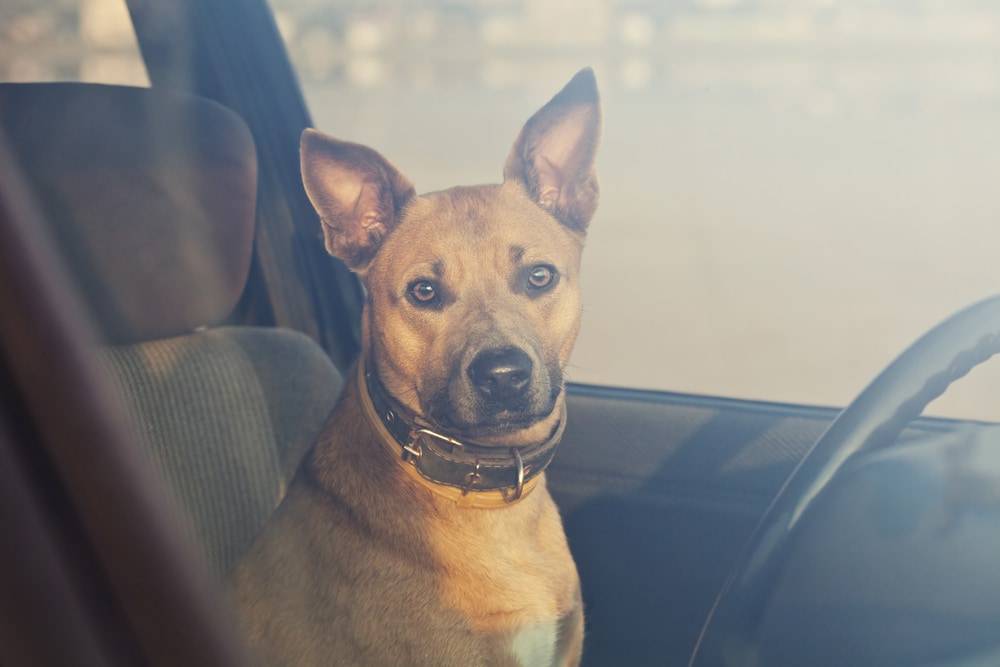 dog sitting in hot car looking at camera