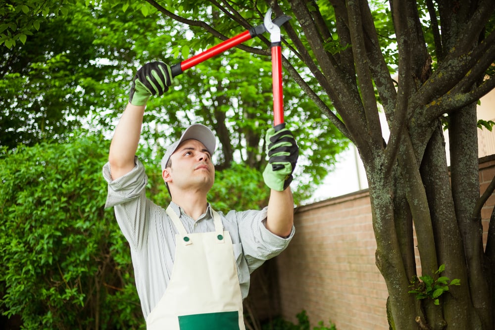 man trimming tree branches